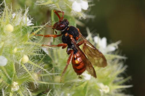 Nomada sp.